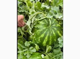 Зображення для оголошення Продам качун Барака