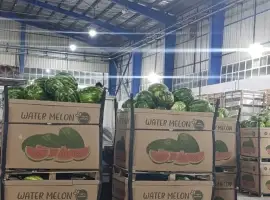Зображення для оголошення Продам кавуни оптом