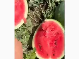 Зображення для оголошення Продам арбуз сегодня