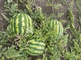 Зображення для оголошення Продам кавун Продюсер в Уманському районі