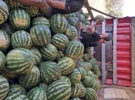Зображення для оголошення Продам кавун