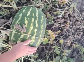Зображення для оголошення Продам кавун