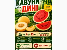 Зображення для оголошення Продаж кавунів та динь. Оптом з поля