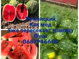 Зображення для оголошення Продам арбуз(кавун)