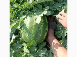 Зображення для оголошення Продам арбуз