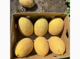 Зображення для оголошення Продам диню мазін