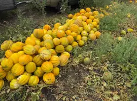 Зображення для оголошення Куплю диню Єфіопка