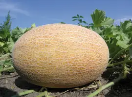 Зображення для оголошення Дині продам оптом