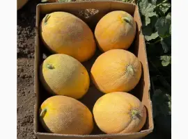 Зображення для оголошення Продам диню Мазім