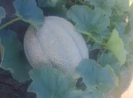 Зображення для оголошення Продам свіжу соковиту диню