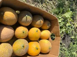 Зображення для оголошення Продам Диню