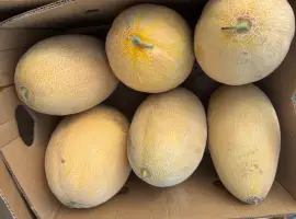 Зображення для оголошення Куплю диню Мазін-Ребека