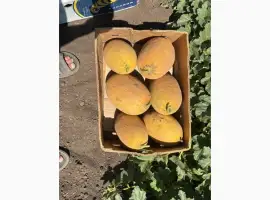 Зображення для оголошення Диня оптом соковита та ароматна. Прямі поставки з поля