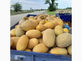 Зображення для оголошення Продам диню Амазін