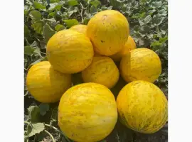Зображення для оголошення Продам диню