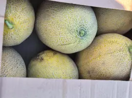 Зображення для оголошення Продам дыню