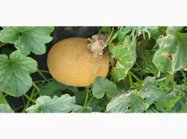 Зображення для оголошення Продам дыню