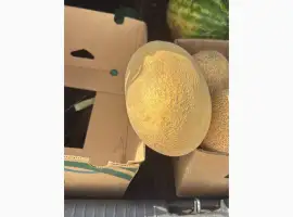 Зображення для оголошення Продам дыню мазим