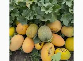 Зображення для оголошення Продам диню Нево та Мазін оптом с поля