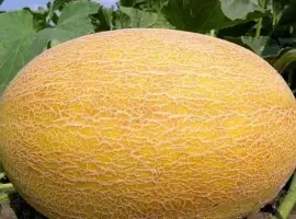 Зображення для оголошення Продам дяня амал ф1