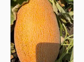 Зображення для оголошення Продам дыню Мазим