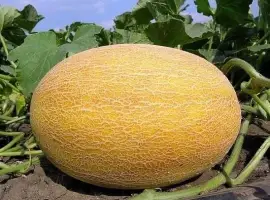 Зображення для оголошення Продам дыню
