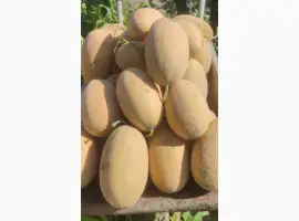 Зображення для оголошення Продам диню
