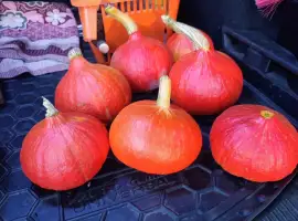 Зображення для оголошення Продаємо гарбузу Хокайдо