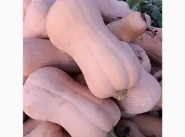 Продам тикву.сорт МАТІЛЬДА