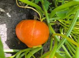Зображення для оголошення Продам гарбуз хокайдо