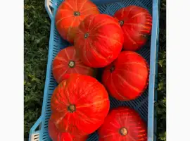 Зображення для оголошення Продам хоккайдо