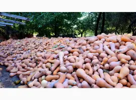 Зображення для оголошення Продам гарбуз