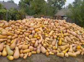 Зображення для оголошення Продам кашові гарбузи