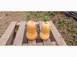 Зображення для оголошення Продам тыкву Батернат 20 тон