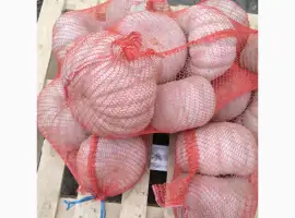 Зображення для оголошення Продам тыкву Киевская обл есть ндс