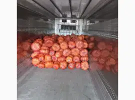 Зображення для оголошення Продам тыкву Отгрузка с 1.09.2026
