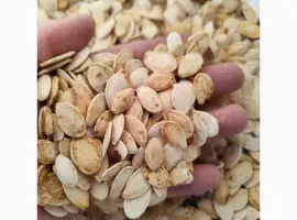 Зображення для оголошення Продам гарбузове насіння сотр Українка багатоплідна 3 т