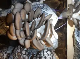 Зображення для оголошення Гриби Гливи
