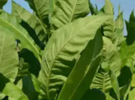 Зображення для оголошення МАХОРКА - САМОСАД по народному ! продам