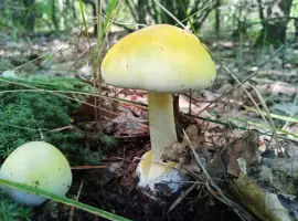 Зображення для оголошення Бліда поганка (Amanita phalloides)