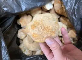 Зображення для оголошення Ежовик гребінчастий