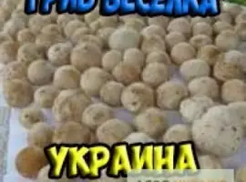 Зображення для оголошення Гриб веселка 2023