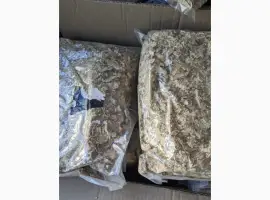 Зображення для оголошення Продам дуже дієву пантеру