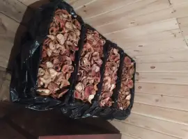 Зображення для оголошення Мухоморы красные