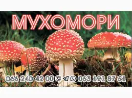 Зображення для оголошення Гріб мухомор сухий шляпкі