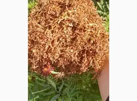 Зображення для оголошення Куплю табак