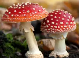 Зображення для оголошення Мухомор червоний