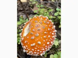 Зображення для оголошення Червоний мхм закриті шляпки
