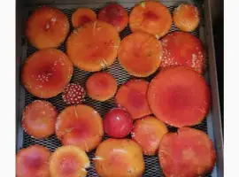 Зображення для оголошення Мухомор красный (Amanita Muscaria)