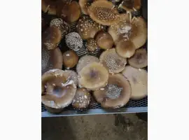 Зображення для оголошення Продам мухомор пантерний